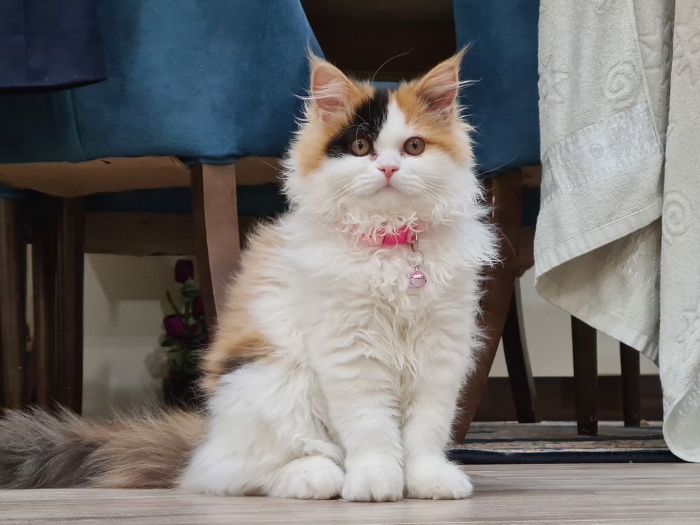 Photograph by AryoBarzan Garmsiri