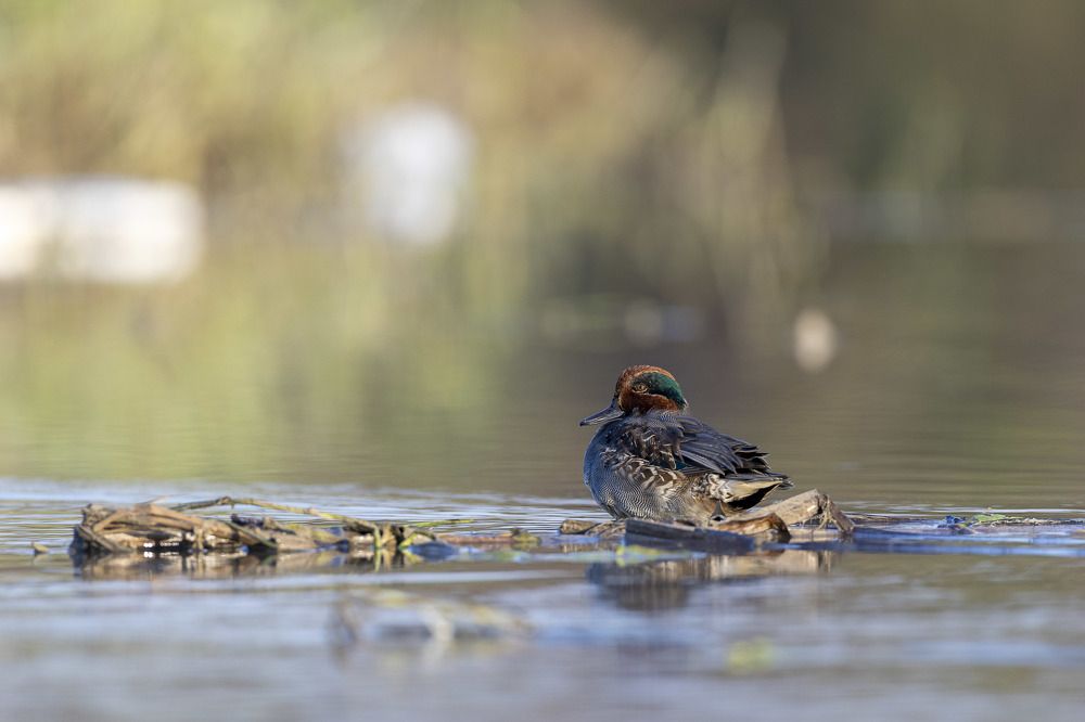 Photograph by Arnab Sarkar