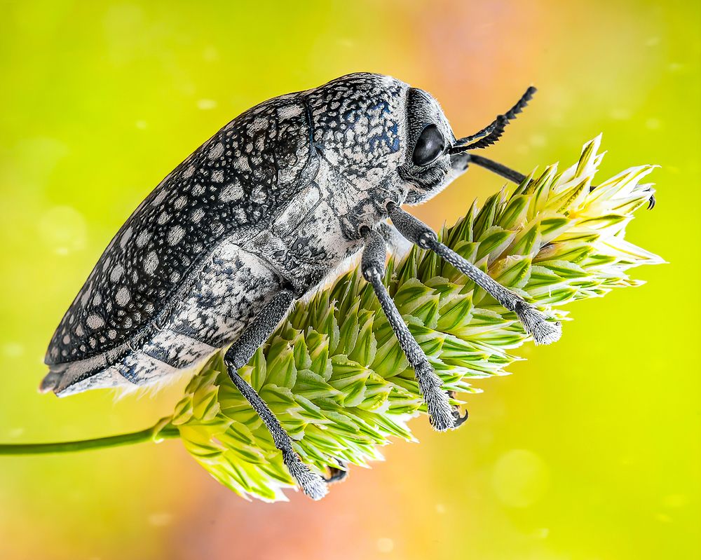 jewel beetle