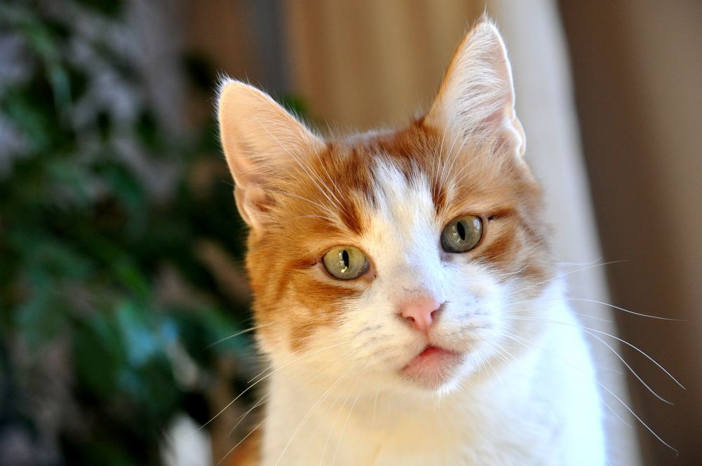 Photograph by RADOVAN TEODOROVIĆ