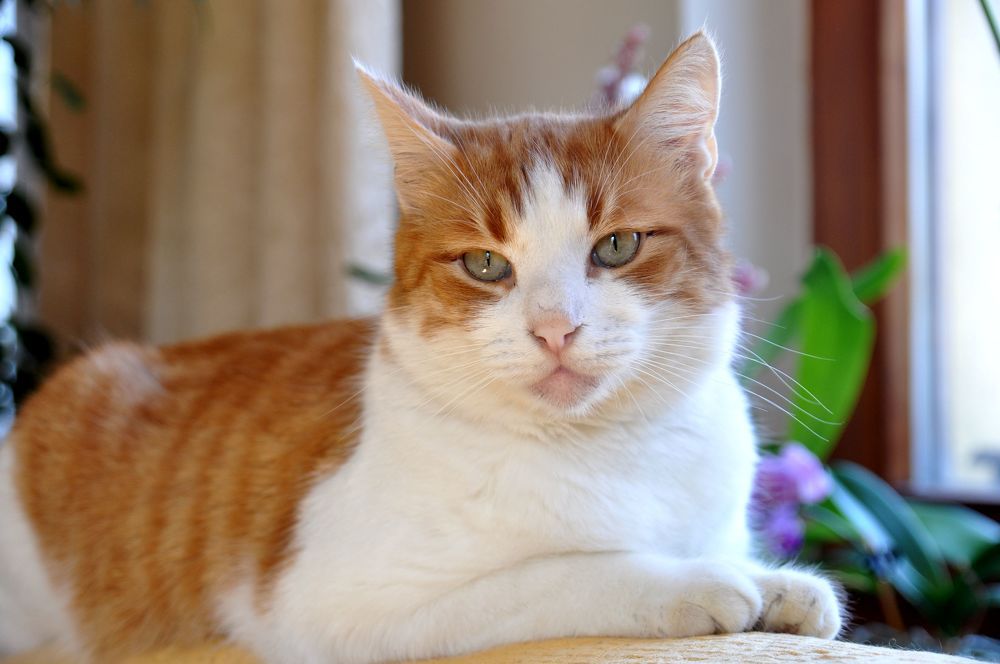 Photograph by RADOVAN TEODOROVIĆ