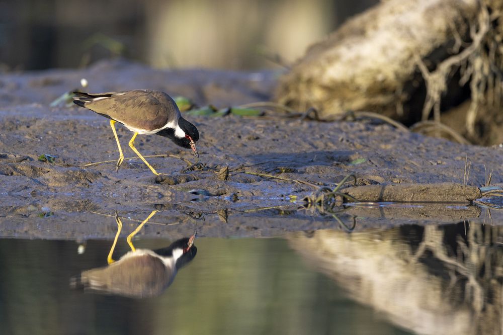 Photograph by Arnab Sarkar