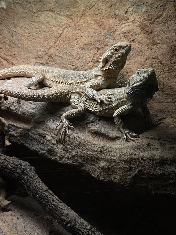 Фотография автора Дарья