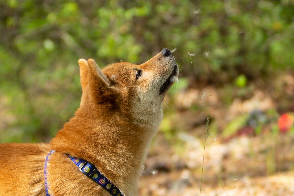 Одуванчикопад