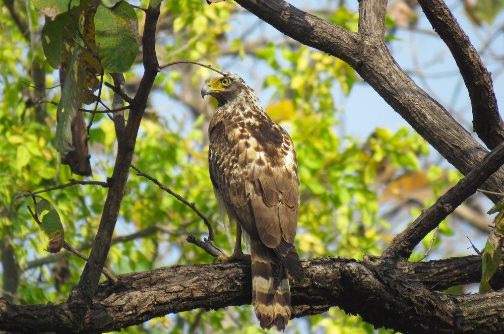 Serpent Eagle atop tree