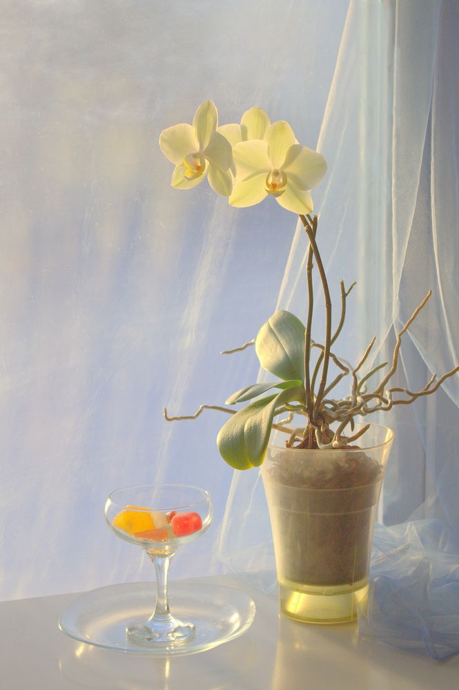 Скоро весна. Фаленопсис