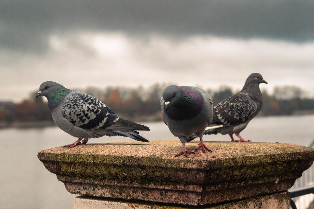 Photograph by Сергей Зимин