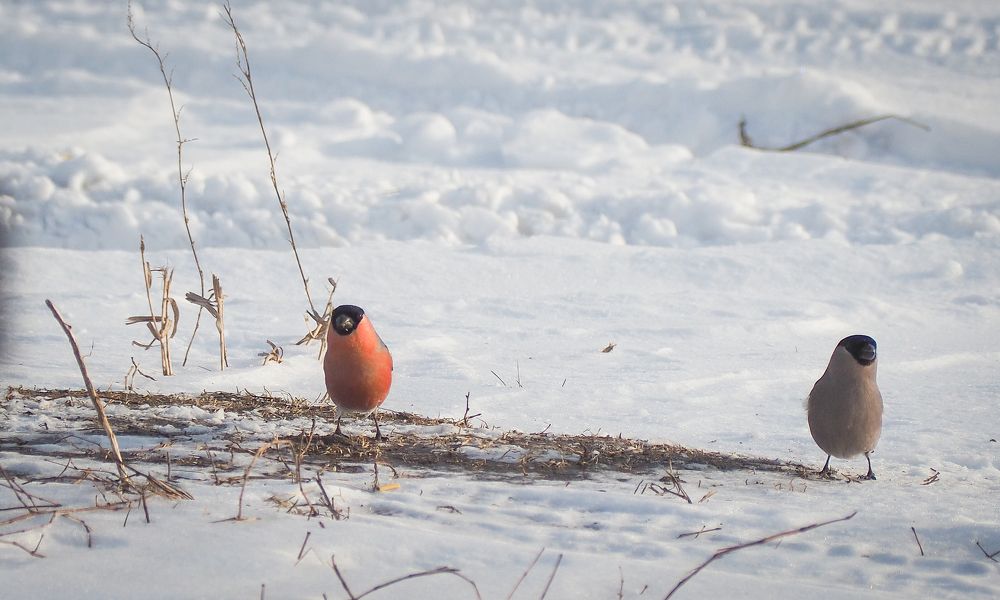 Фотография автора Михаил Пинягин