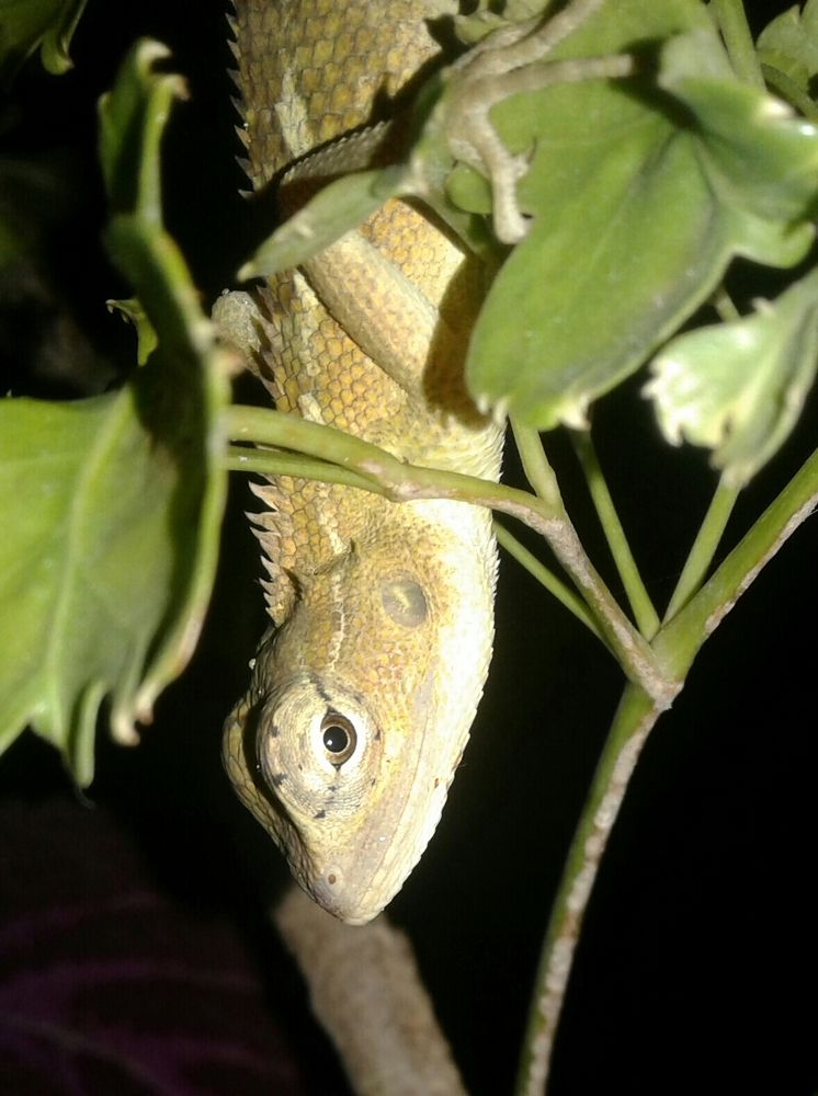 Photograph by Trishanth Deva