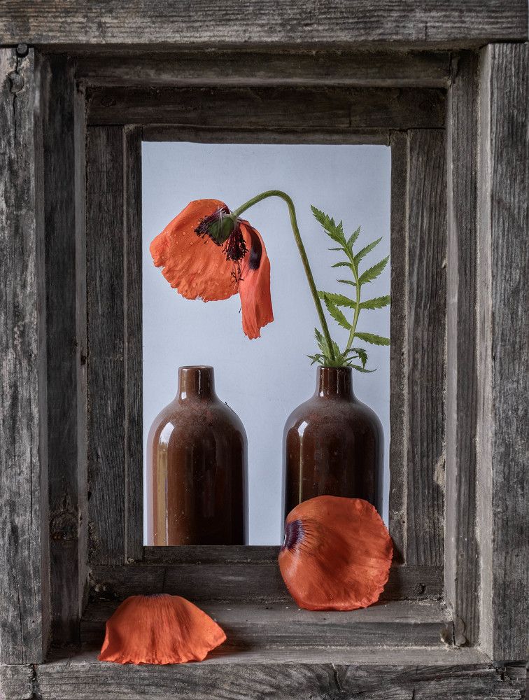 Фотография автора Могилевцева Дарья