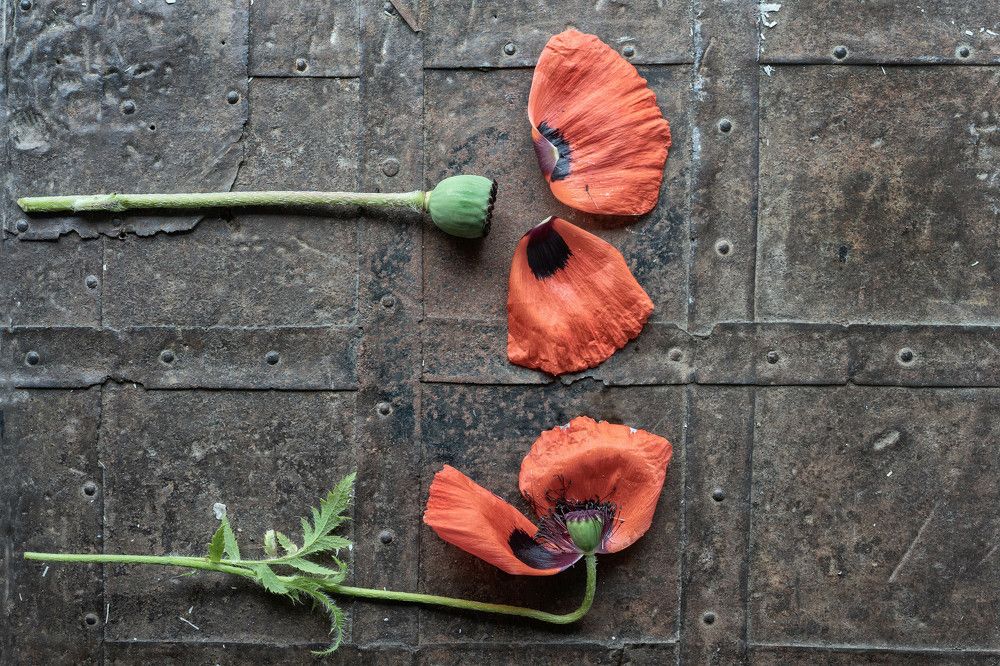 Фотография автора Могилевцева Дарья