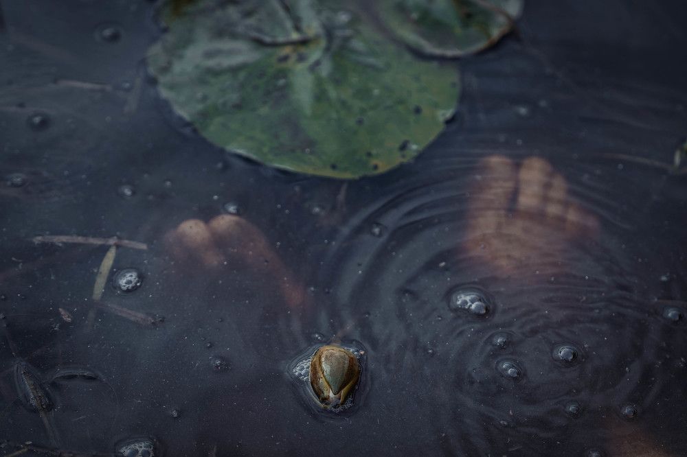 Майская ночь или утопленница