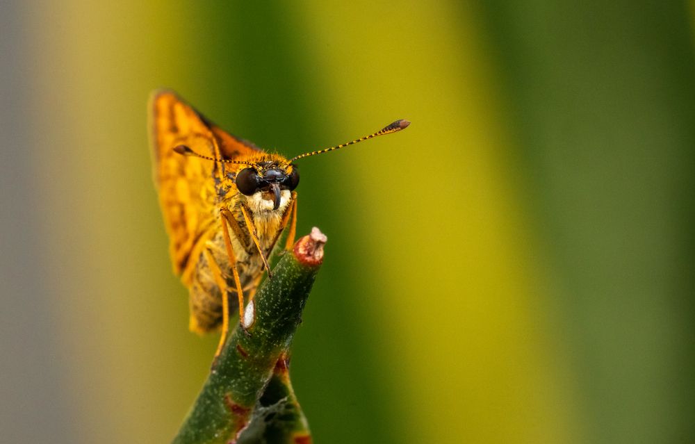 Photograph by Thai Siung Wong