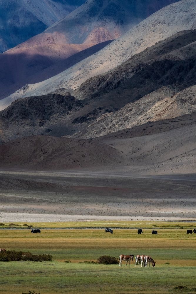 Shades of Ladakh