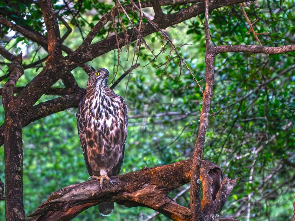Нисает. Вечер после удачной охоты.