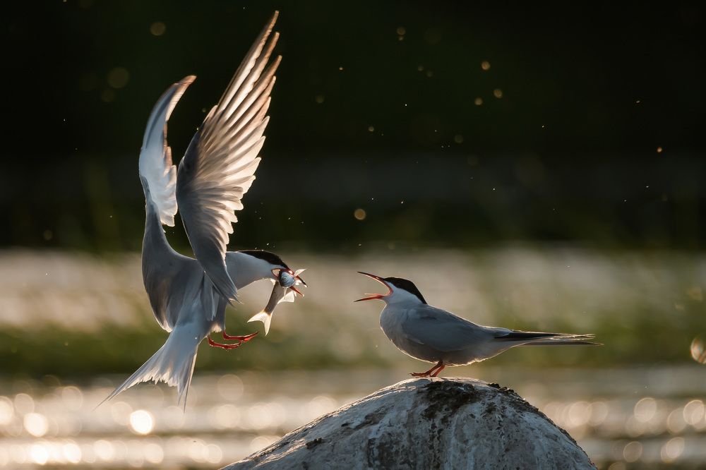 Photograph by Соварцева Ксения
