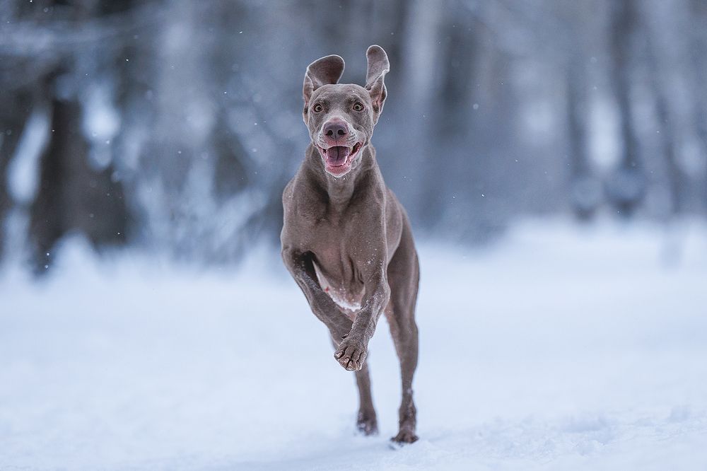 Photograph by Шитиков Владимир