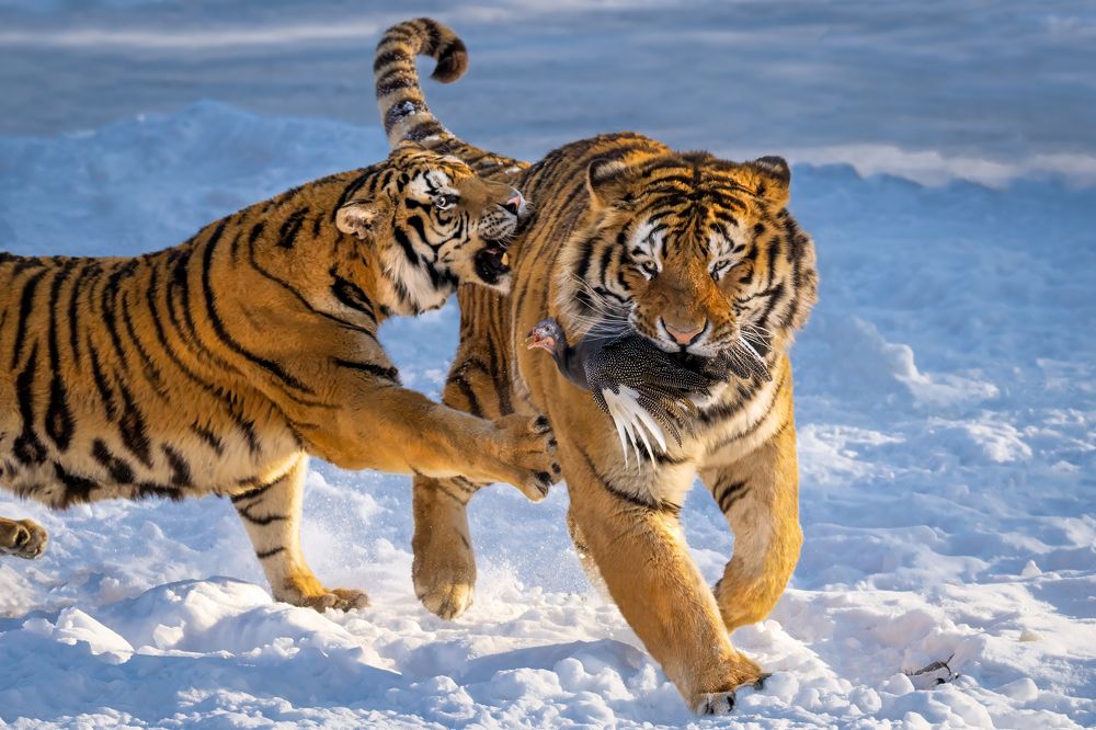 Photograph by Николай Мозгунов