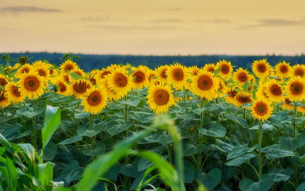 Photograph by Сергей Дишук