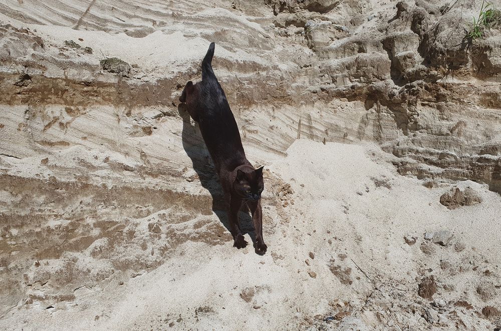 Фотография автора Надежда Лисицына