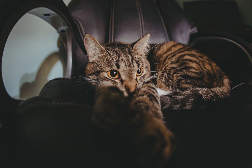 Фотография автора Сергей Дорошенко