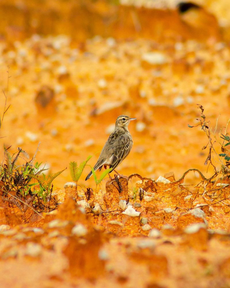 Paddyfield pipit
