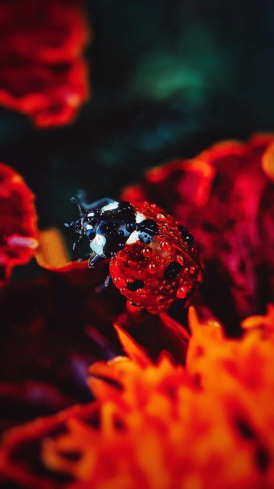 Photograph by Ольга Веселова