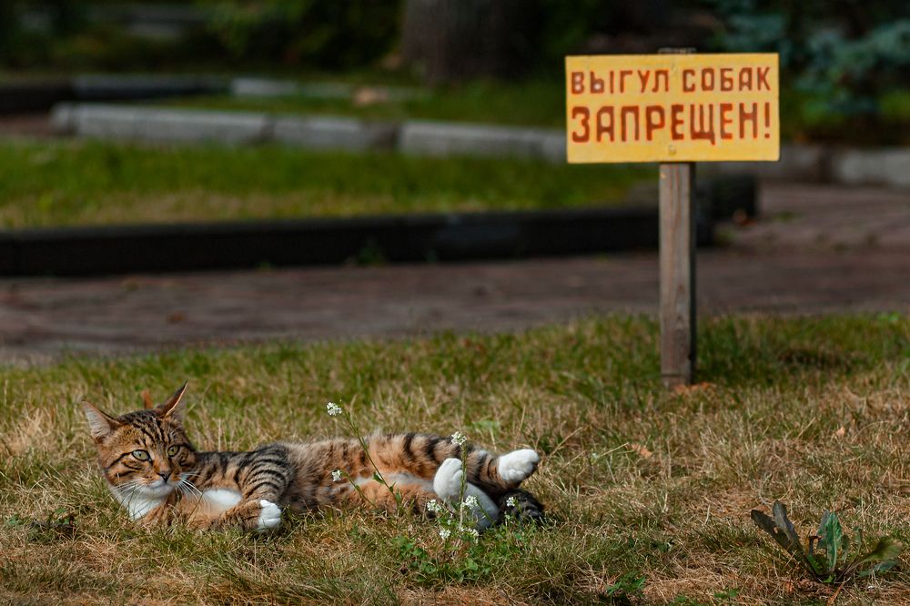 Котам гулять можно.