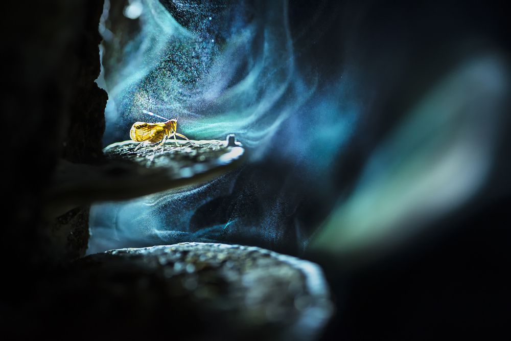 Constellations in my garden