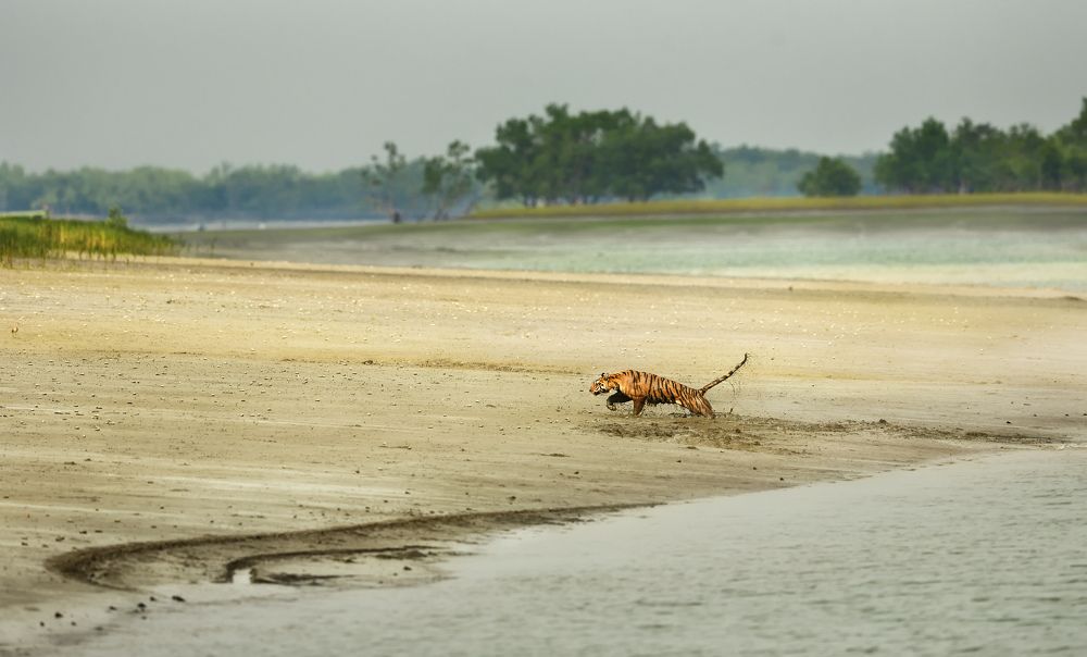 Queen of mangroves