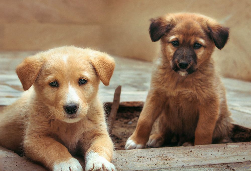 Photograph by Farzad Ajori