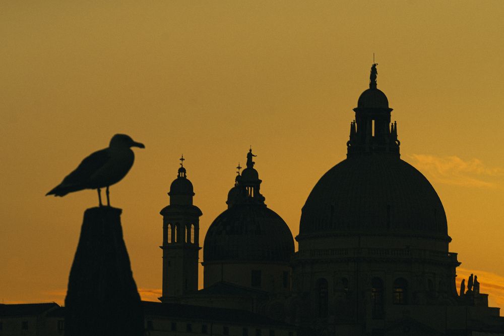 Silhouetted Serenity