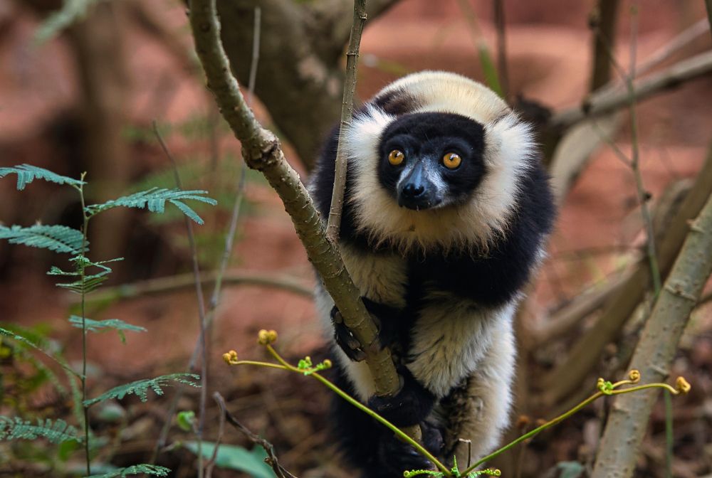 Black-and-White Ruffed Lemur. Madagascar