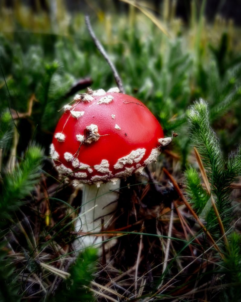 Photograph by Светлана Перминова