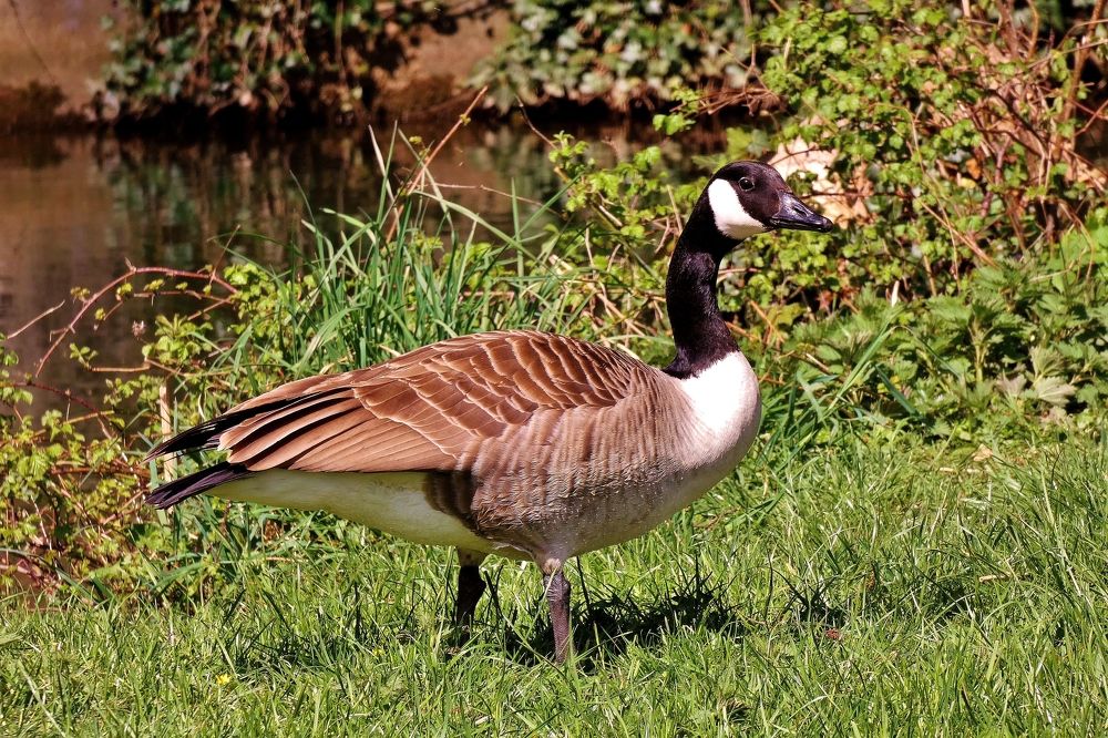 Photograph by backareva irina