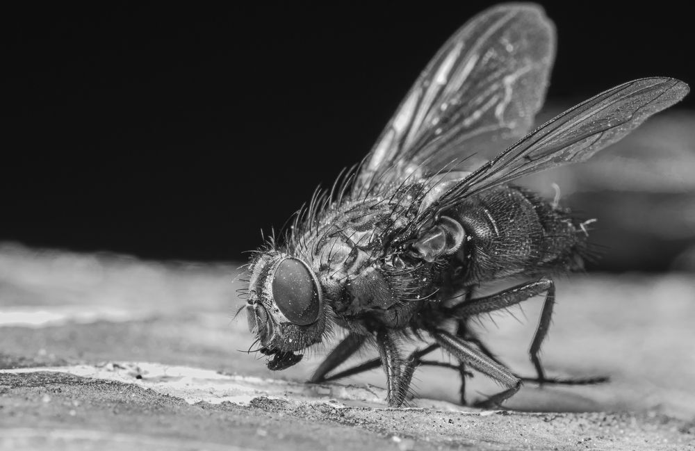 Photograph by Олег Китаев