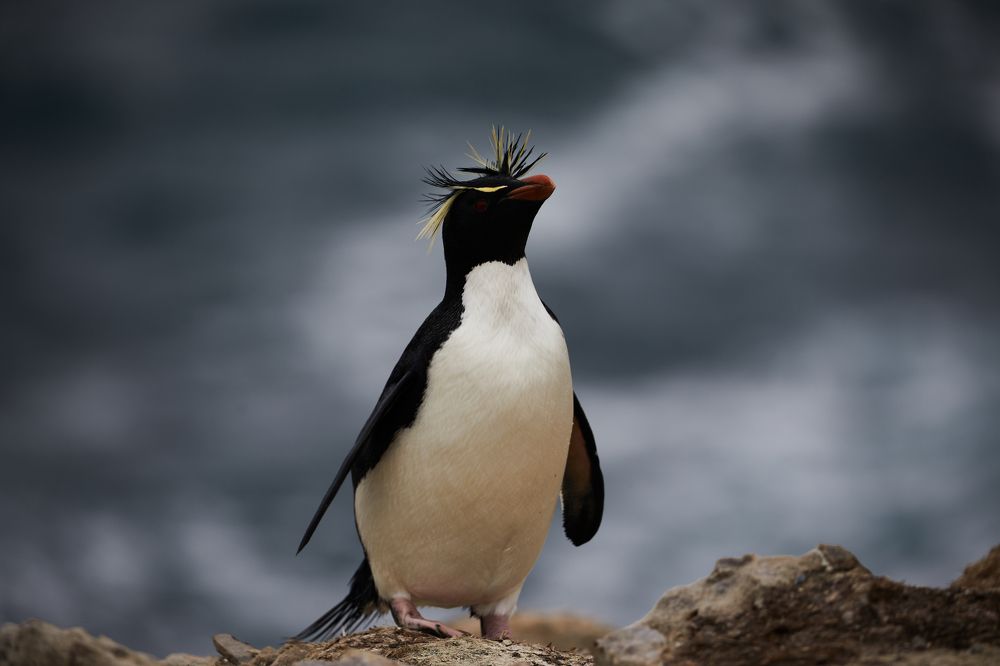 Фотография автора Boris Konovalov