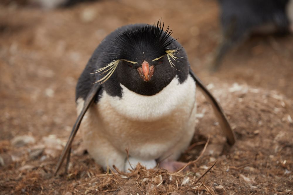 Фотография автора Boris Konovalov