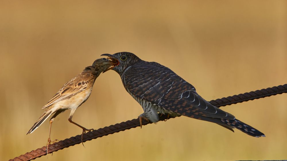 Cuckoo feeding