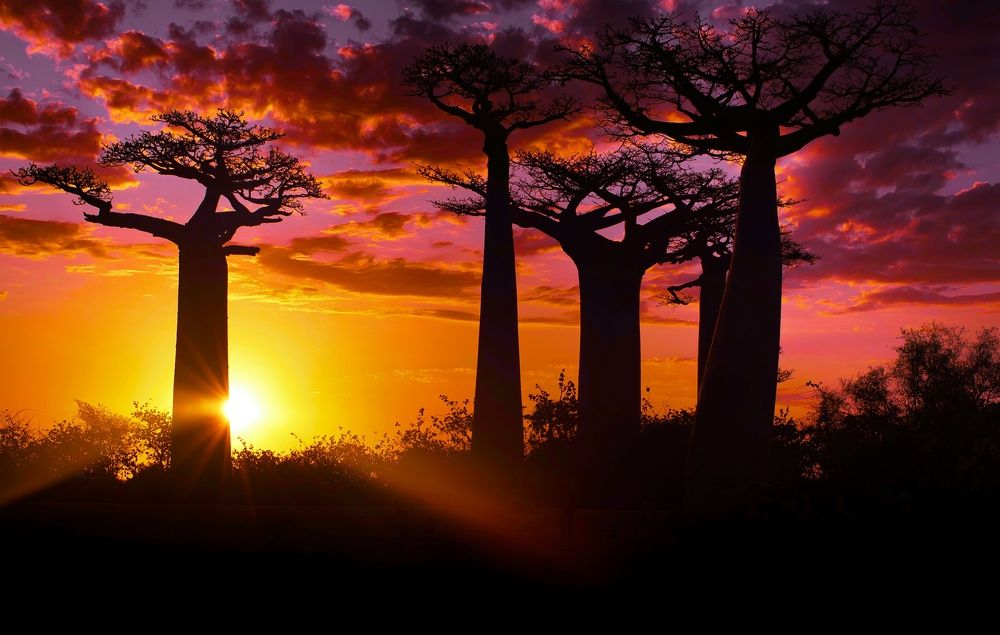 Avenue of the Baobabs on sunset. Madagascar