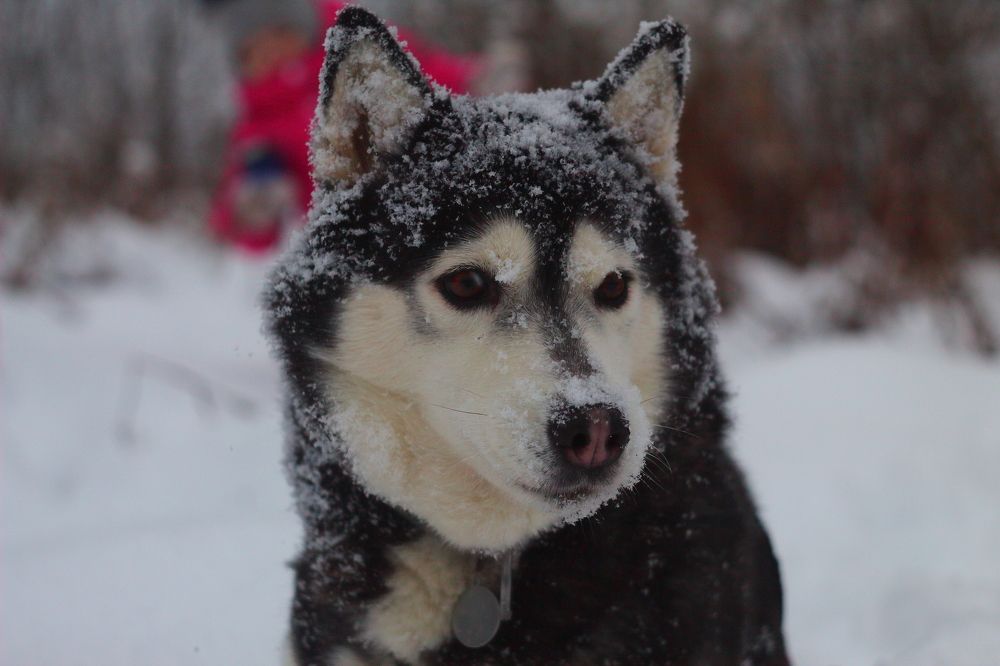 Photograph by Елена Наленч