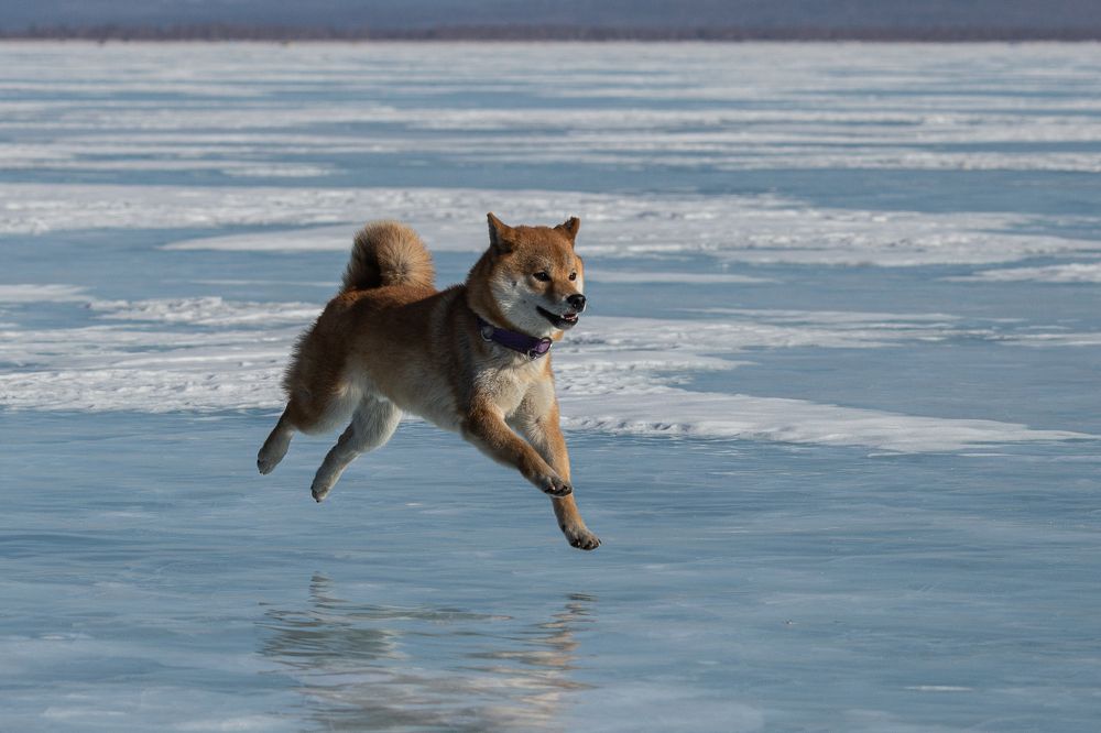 Парящий над льдами