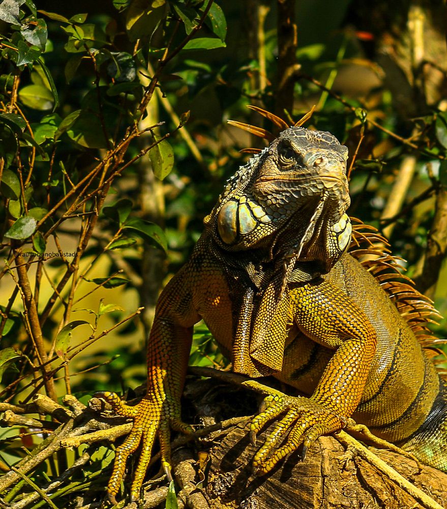 Photograph by Raul luciano dos santos