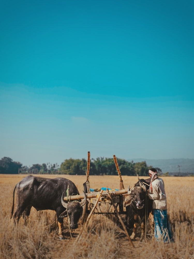 A life of villagers , working with baffalo