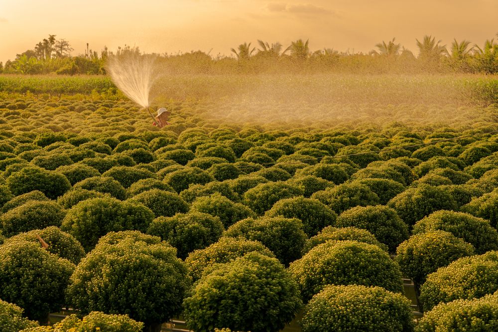 Фотография автора QUANG THOI HUA
