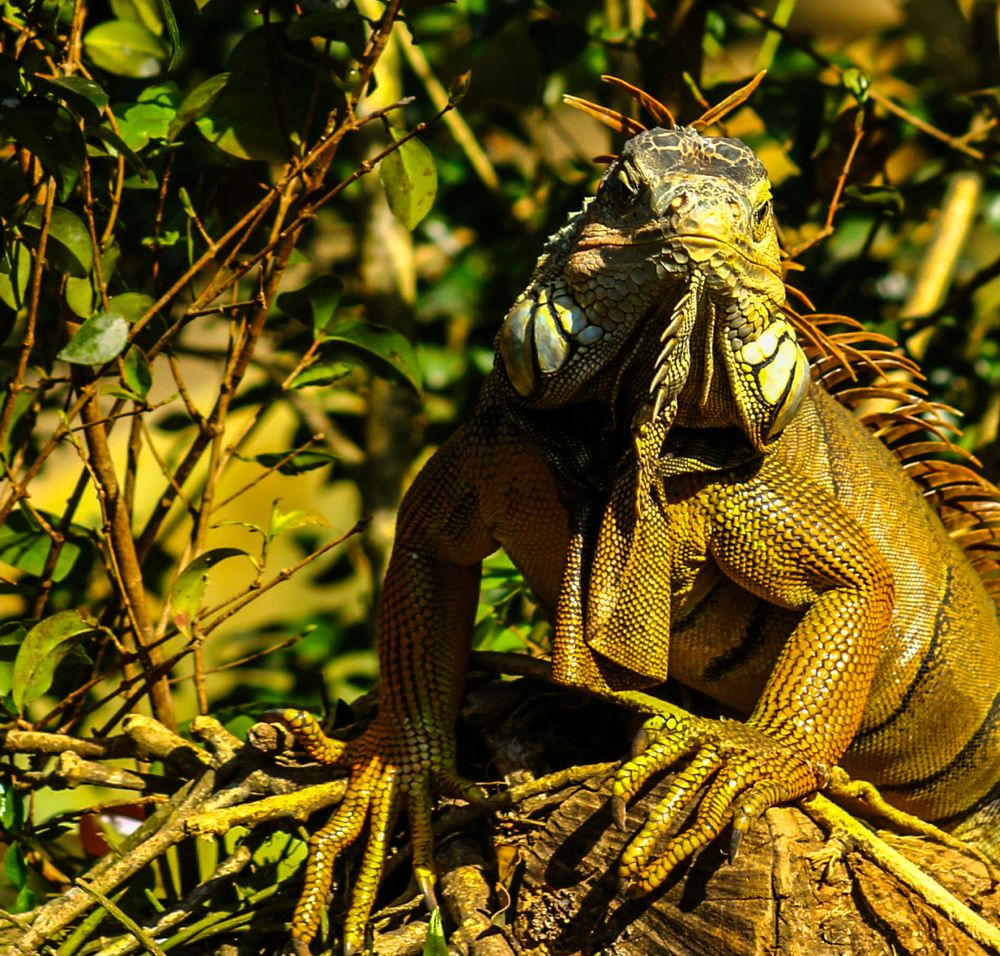 Iguana zoo .