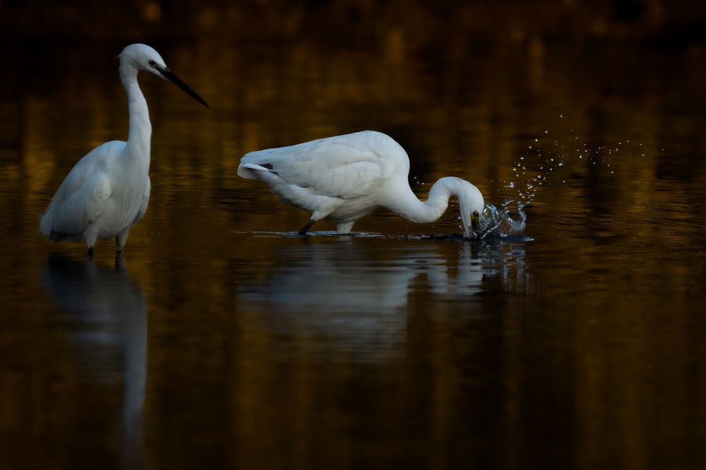 Фотография автора Prejul Prakash