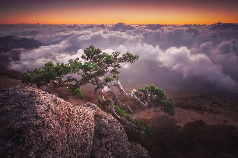 Крымский бонсай