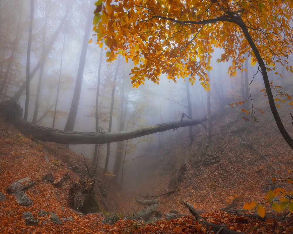 Осенние овраги у Ай-Петри