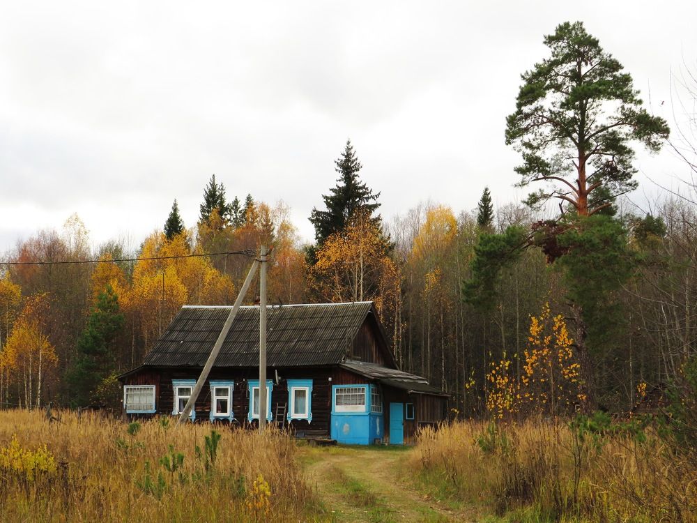 Домик у леса